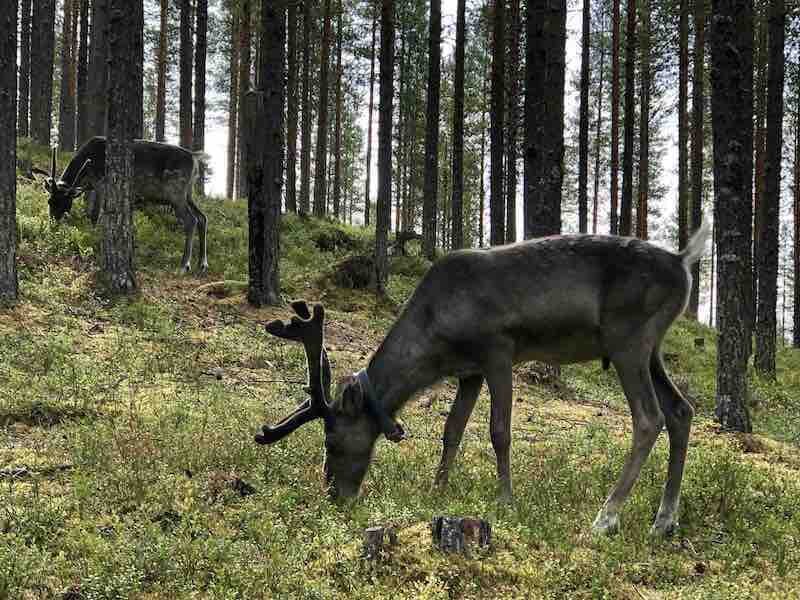 Finnish Border Hiking Tour